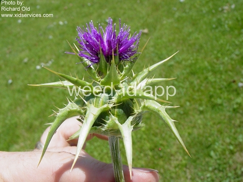 milkthistle, blessed